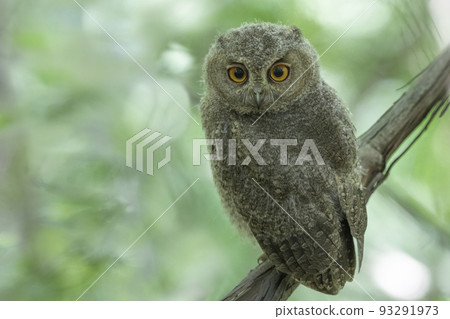 A child of the scops owl nestled on a tree branch 93291973