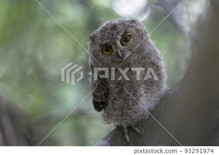 A child of the scops owl nestled on a tree branch A child of the scops owl nestled on a tree branch 93291974
