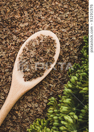 dill seeds in wooden spoon, fresh dill flowers, vertical flat lay, copy space dill seeds in wooden spoon, fresh dill flowers, vertical flat lay, copy space 93291976
