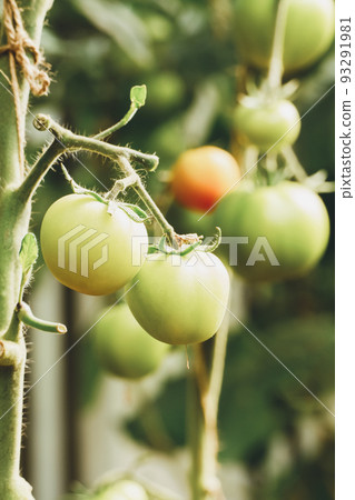 Green ripening organic tomatoes on vine, tomatoes growing on the field Green ripening organic tomatoes on vine, tomatoes growing on the field 93291981