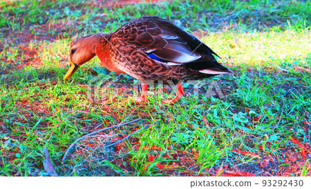 Scenery of ducks on land at Metropolitan Toneri Park in Adachi Ward, Tokyo 93292430