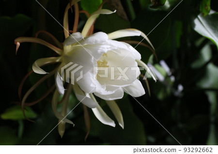 曇花 曇花 93292662