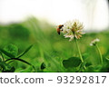 White clover and bees 93292817