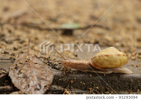 Snail crawling on the ground Snail crawling on the ground 93293094