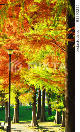 Scenery of autumn leaves in Toneri Park (Adachi Ward, Tokyo) Scenery of autumn leaves in Toneri Park (Adachi Ward, Tokyo) 93293233