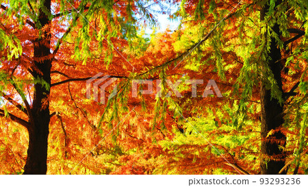 Scenery of autumn leaves in Toneri Park (Adachi Ward, Tokyo) Scenery of autumn leaves in Toneri Park (Adachi Ward, Tokyo) 93293236