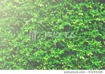 Green leaves a wall of texture and background, Green leaves pattern background, the wall of green trees in the garden with morning sunlight. Green leaves a wall of texture and background, Green leaves pattern background, the wall of green trees in the garden with morning sunlight. 93293286
