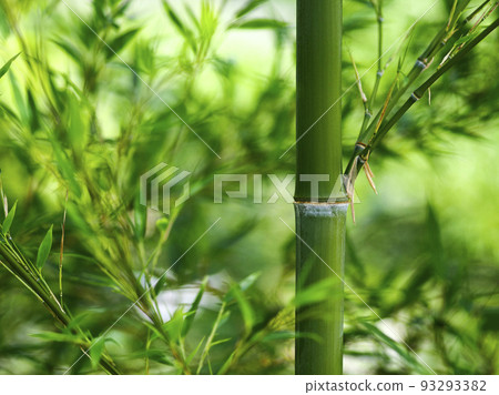 竹葉背景材料 竹葉背景材料 93293382