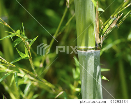 Bamboo and leaves background material Bamboo and leaves background material 93293384