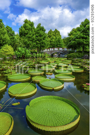 Aquatic Botanical Garden Mizunomori Kusatsu City, Shiga Prefecture 93293406