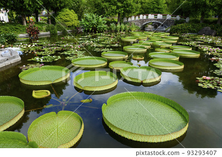 Aquatic Botanical Garden Mizunomori Kusatsu City, Shiga Prefecture 93293407