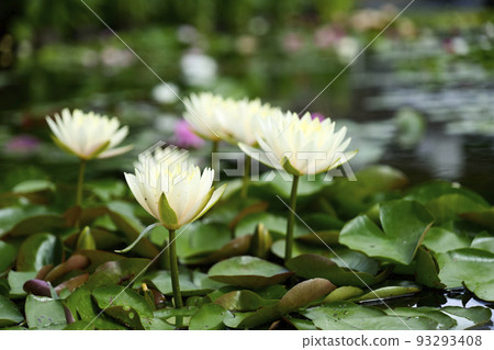 Water lily and leaves 93293408