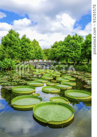 Aquatic Botanical Garden Mizunomori Kusatsu City, Shiga Prefecture Aquatic Botanical Garden Mizunomori Kusatsu City, Shiga Prefecture 93293578