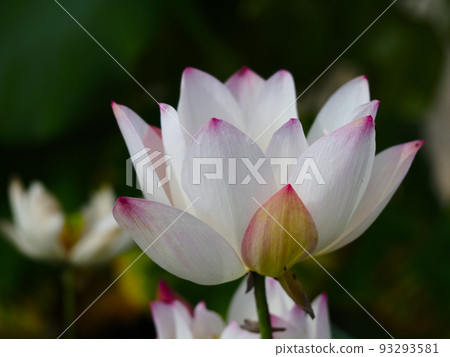 Summer flower Summer flower 93293581