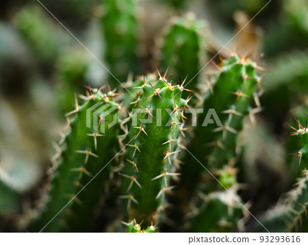 仙人掌 93293616