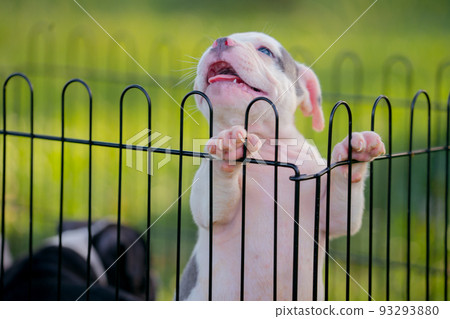 White pitbull puppy in a cage. 93293880