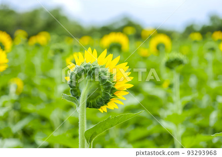 向日葵田 93293968