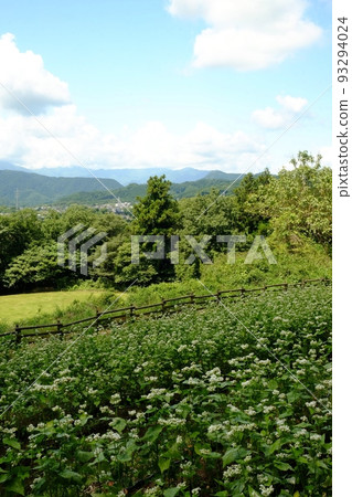 山脈、草原廣場、蕎麥田[6月、築井、相模原市] 93294024