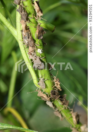 Pests such as peppers, paprika, and eggplants, and larvae of Physalis stinkbug 93294501
