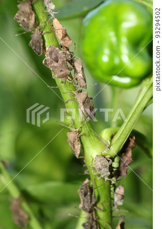 Pests such as peppers, paprika, and eggplants, and larvae of Physalis stinkbug 93294502