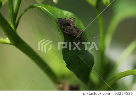Pests such as peppers, paprika, and eggplants, and larvae of Physalis stinkbug 93294526