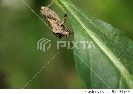 Pests such as peppers, paprika, and eggplants, and larvae of Physalis stinkbug Pests such as peppers, paprika, and eggplants, and larvae of Physalis stinkbug 93294529