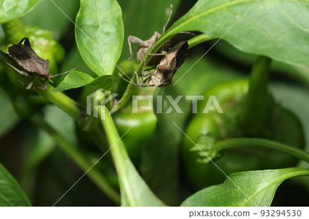 Pests such as peppers, paprika, and eggplants, and larvae of Physalis stinkbug 93294530