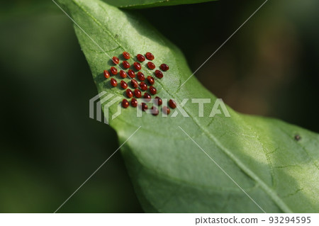 Pests such as peppers, paprika and eggplant, eggs of the stink bug 93294595