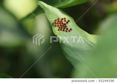 Pests such as peppers, paprika and eggplant, eggs of the stink bug 93294596