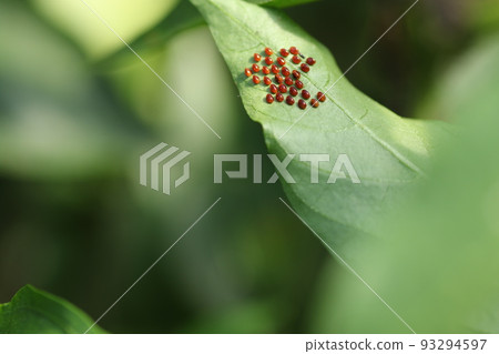 Pests such as peppers, paprika and eggplant, eggs of the stink bug 93294597