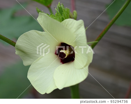秋葵的花 93294736