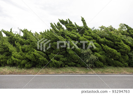 大風天的海邊防風林 大風天的海邊防風林 93294763