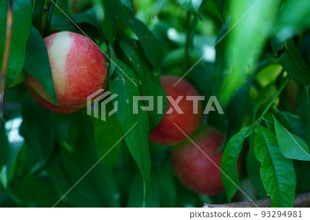 Fruit (Shihezi, China) 93294981