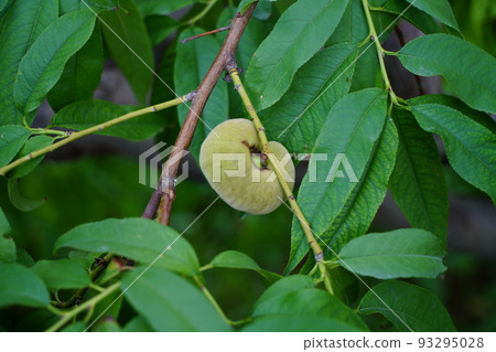 Fruit (Shihezi, China) 93295028