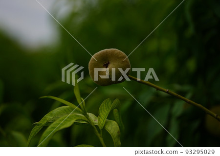 Fruit (Shihezi, China) 93295029