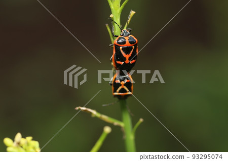 A pest of cruciferous vegetables, a bright yellow stink bug A pest of cruciferous vegetables, a bright yellow stink bug 93295074
