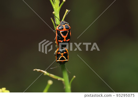十字花科蔬菜害蟲,鮮黃色臭蟲 十字花科蔬菜害蟲,鮮黃色臭蟲 93295075