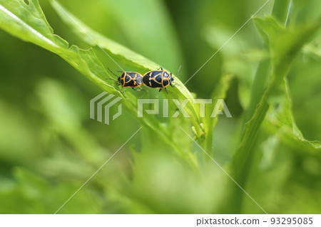 十字花科蔬菜害蟲，鮮黃色臭蟲 93295085