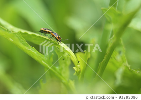 A pest of cruciferous vegetables, a bright yellow stink bug A pest of cruciferous vegetables, a bright yellow stink bug 93295086