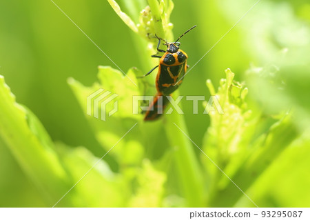 A pest of cruciferous vegetables, a bright yellow stink bug A pest of cruciferous vegetables, a bright yellow stink bug 93295087