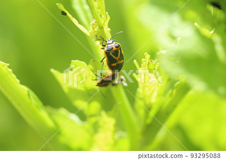 A pest of cruciferous vegetables, a bright yellow stink bug A pest of cruciferous vegetables, a bright yellow stink bug 93295088