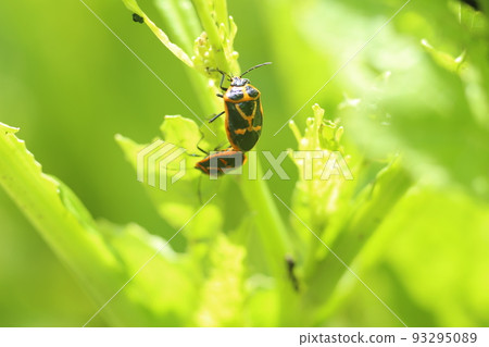 A pest of cruciferous vegetables, a bright yellow stink bug A pest of cruciferous vegetables, a bright yellow stink bug 93295089
