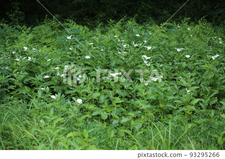 生長在水邊和沼澤地，夏天有白色的葉子和花朵的Hangeshou 93295266