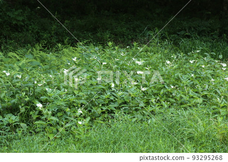Hangeshou, which grows in watersides and marshes and has white leaves and flowers in summer Hangeshou, which grows in watersides and marshes and has white leaves and flowers in summer 93295268