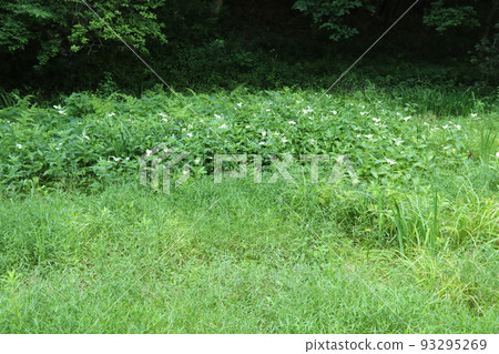 Hangeshou, which grows in watersides and marshes and has white leaves and flowers in summer Hangeshou, which grows in watersides and marshes and has white leaves and flowers in summer 93295269