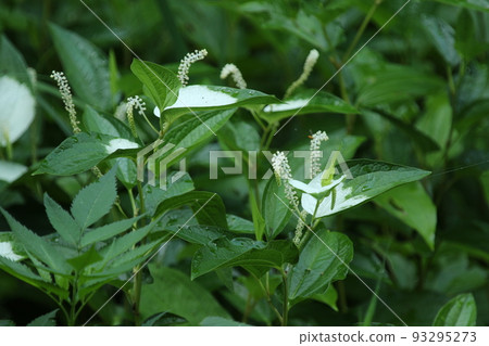 Hangeshou, which grows in watersides and marshes and has white leaves and flowers in summer 93295273