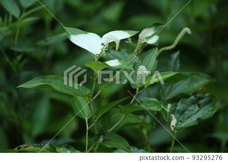 Hangeshou, which grows in watersides and marshes and has white leaves and flowers in summer Hangeshou, which grows in watersides and marshes and has white leaves and flowers in summer 93295276
