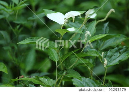 Hangeshou, which grows in watersides and marshes and has white leaves and flowers in summer 93295279