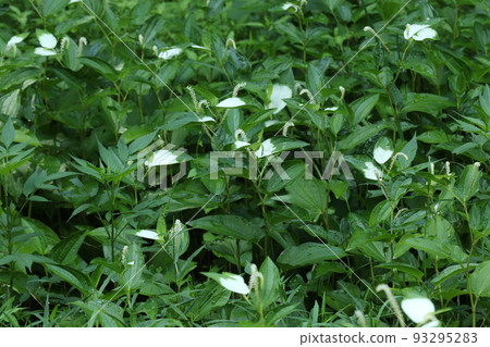 Hangeshou, which grows in watersides and marshes and has white leaves and flowers in summer 93295283