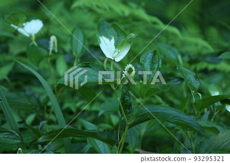 Hangeshou, which grows in watersides and marshes and has white leaves and flowers in summer Hangeshou, which grows in watersides and marshes and has white leaves and flowers in summer 93295321